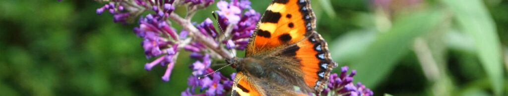 Kleine fladderaar: vlinder van de vlindersoort Kleine vos