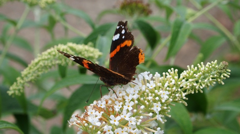 Atalanta vlinder op vlinderstruik met witte bloemen.